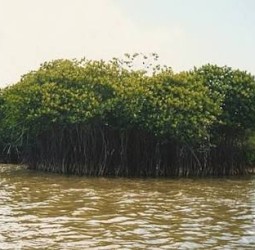 சுற்றுலாப் பயணிகளைக் கவரும் பிச்சாவரம் மாங்குரோவ் காடுகள்