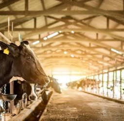 பசுவின்றி பால் உற்பத்தி...! பால் பண்ணை உலகின் எதிர்காலம் என்ன?