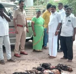 கும்பகோணம் அருகே நாய்கள் கடித்து 52 கோழிகள் உயிரிழப்பு