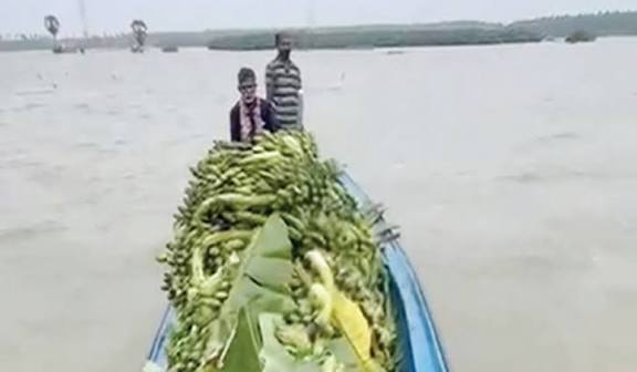 திருச்செந்தூர் அருகே படகில் சென்று வாழைத்தார் அறுவடை செய்த விவசாயிகள்!