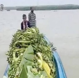 திருச்செந்தூர் அருகே படகில் சென்று வாழைத்தார் அறுவடை செய்த விவசாயிகள்!