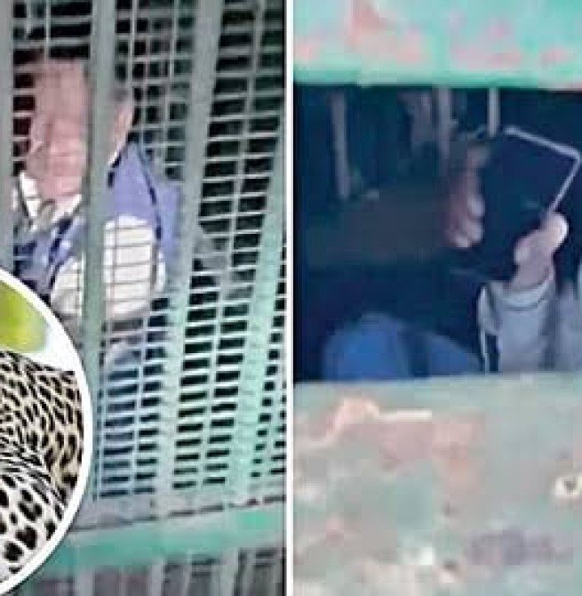 சிறுத்தைக்கு வைத்த கூண்டில் குடிபோதையில் சிக்கிய மனிதர்