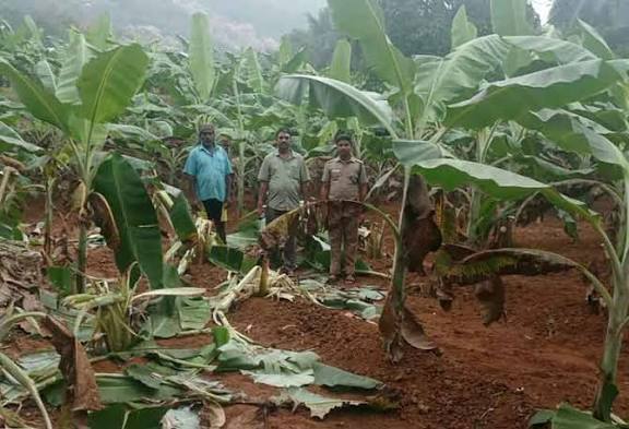 வாழை மரங்களை சேதப்படுத்திய யானைகள்