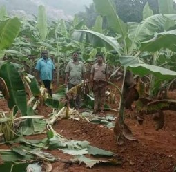 வாழை மரங்களை சேதப்படுத்திய யானைகள்