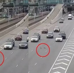 ஆஸ்திரேலியா: வாத்து குடும்பத்திற்காக வரிசையாக அணிவகுத்து நின்ற வாகனங்கள்; வைரலான வீடியோ