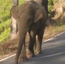 வால்பாறை அருகே அட்டகாசம் செய்த ஒற்றைக் கொம்பன் காட்டு யானை: மீண்டும் காட்டுக்குள் விரட்டினர் கேரள போலீசார்
