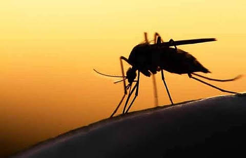 டெங்கு பரவல் அதிகரிப்பு: சுகாதாரத் துறை அறிவுறுத்தல்