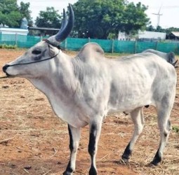 ரேக்ளா போட்டிகளில் அதிக வெற்றி பெற்ற காங்கயம் காளை ரூ.30 லட்சத்துக்கு விற்பனை!
