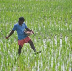 உரம் யூரியா தட்டுப்பாட்டை போக்க வேண்டும் தமிழ்நாடு விவசாயிகள் சங்கம் தீர்மானம்