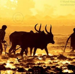 உலகுக்கு உணவு தரும் உழவர்கள்