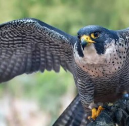 பால்கனிப் பறவை"