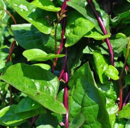 பசலைக் கீரை