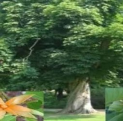 செண்பக மரத்தை வீட்டில் வளர்க்கலாமா?
