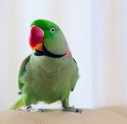 பச்சைக் கிளிகள் பாடட்டும்