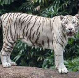 வெண்மை நிற புலி