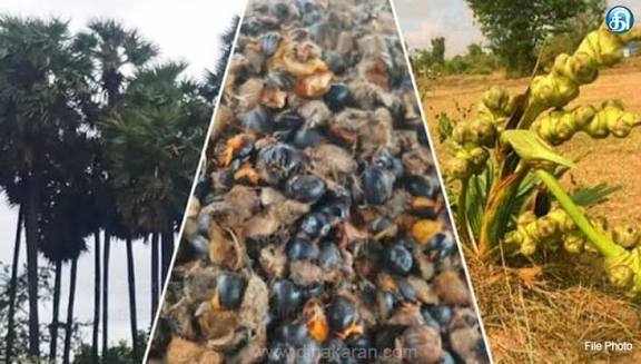 38 மாவட்டங்களில் இதுவரை 72 லட்சம் பனை விதைகள் நடப்பட்டுள்ளன