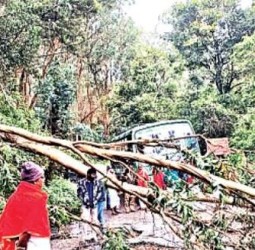 கொடைக்கானலில் பலத்த காற்று மரம் சாய்ந்து போக்குவரத்து பாதிப்பு