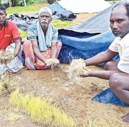 தமிழகத்தில் நெல் ஈரப்பதத்தை ஆய்வு செய்ய 3 நிபுணர் குழு