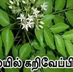 காலையில் கறிவேப்பிலை