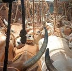 ஜார்க்கண்டில் கடத்த முயன்ற 200 பசுக்கள் மீட்பு