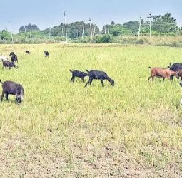 அவலநிலை