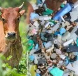 பசுவின் வயிற்றில் இருந்த 40 கிலோ பிளாஸ்டிக் பொருட்கள் அகற்றம்,