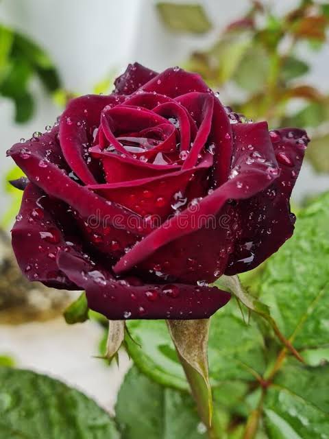 ஈரமான ரோஜாவே!