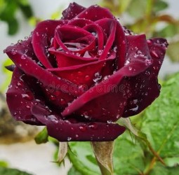 ஈரமான ரோஜாவே!