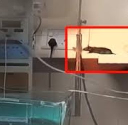 மத்திய பிரதேசத்தில் சோகம்: அரசு மருத்துவமனை ஐ.சி.யு.வில் எலி கடித்த 2-வது குழந்தையும் பலி