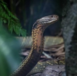 தன்னை கடித்ததால் ஆத்திரம்: நாகப்பாம்பின் தலையை கடித்த போதை ஆசாமிக்கு சிகிச்சை