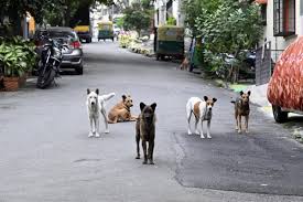 தெருநாய் பிரச்சினைக்கு தீர்வு காண வெளிநாட்டு நடைமுறைகளை அறிந்து பின்பற்றலாம்: சென்னை ஐகோர்ட் யோசனை