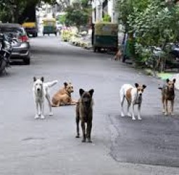 தெருநாய் பிரச்சினைக்கு தீர்வு காண வெளிநாட்டு நடைமுறைகளை அறிந்து பின்பற்றலாம்: சென்னை ஐகோர்ட் யோசனை