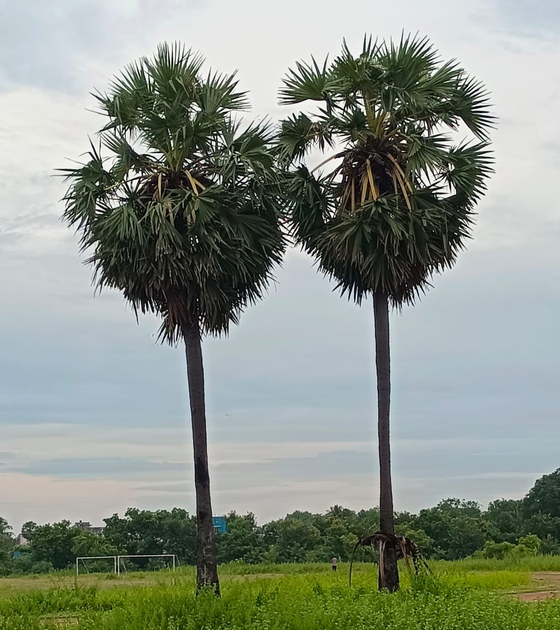 அழகிய பனை மர இணையர்களின் கதை...