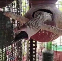 பறவைக் கூண்டுக்குள் புகுந்த நாகப் பாம்பு! 3 பறவைகளை விழுங்கியது!