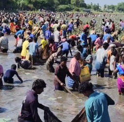 அரளி கண்மாயில் பாரம்பரிய மீன்பிடித் திருவிழா
