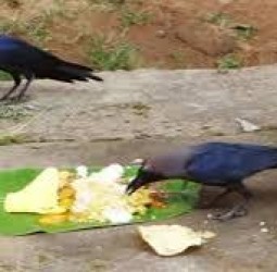 காகத்துக்கு ஏன் உணவு வைக்க வேண்டும்?