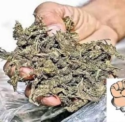 பூந்தமல்லியில் 21 கிலோ கஞ்சா கடத்தல்: 3 வடமாநில ஆசாமிகள் கைது