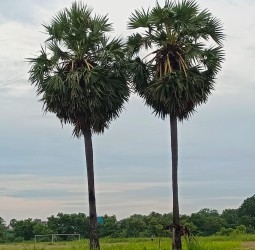 அழகியப் பனை இணையர்கள்...