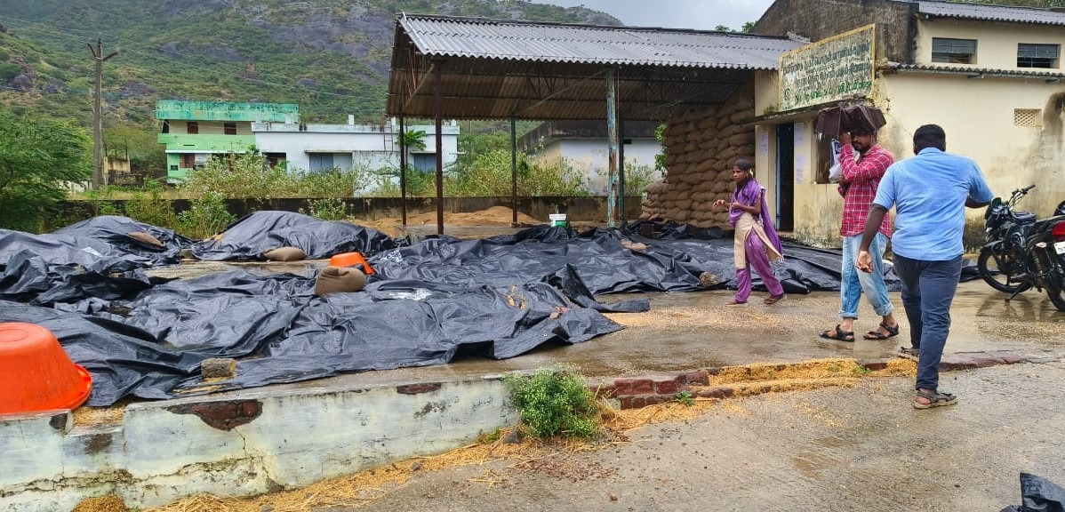 ஈரப்பதத்தை உலர்வதற்காக போடப்பட்ட நெல் மணிகள் நனையும் காட்சி