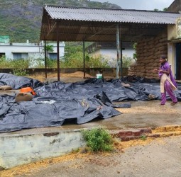 ஈரப்பதத்தை உலர்வதற்காக போடப்பட்ட நெல் மணிகள் நனையும் காட்சி