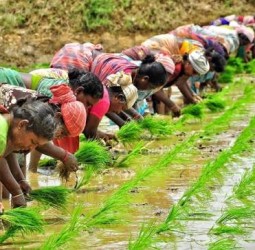 நாற்றுநடு: