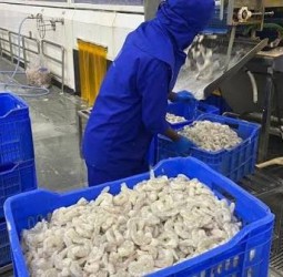 அமெரிக்காவின் 50% வரி விதிப்பு எதிரொலி: சீனாவுக்கான இறால் ஏற்றுமதி அதிகரிப்பு