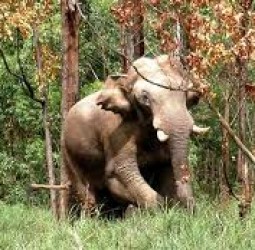 கார், சுற்றுலா பஸ்சை நள்ளிரவில் மறித்து கடுமையாக தாக்கிய யானை