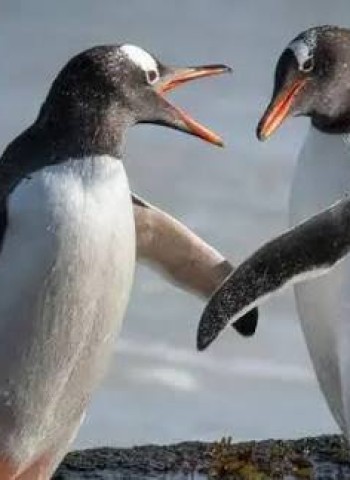 மெளனம் விலக