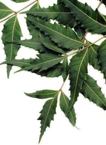 நோய் தீர்க்கும் வேப்பிலை உருண்டைகள்!