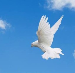 நம்பிக்கைச் சிறகுகள் !