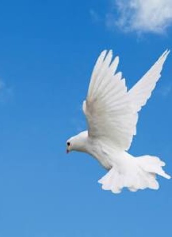 நம்பிக்கைச் சிறகுகள் !