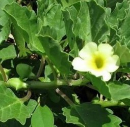 நெஞ்சொன்று