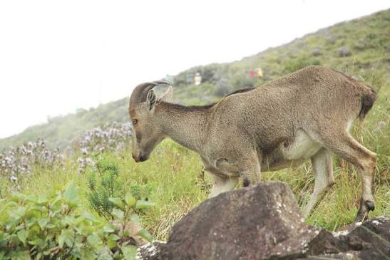ஆடும் வரையில்