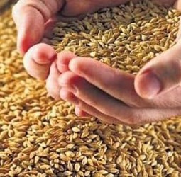 25 லட்சம் டன் கோதுமை ஏற்றுமதிக்கு மத்திய அரசு அனுமதி